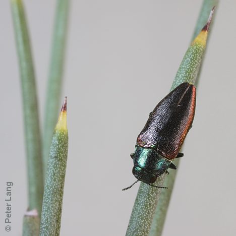 Stanwatkinsius grevilleae, PL1502, male, on Hakea cycloptera, EP, 6.7 × 2.7 mm